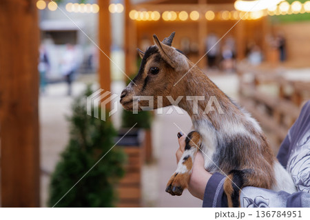 Young goat enjoys warm afternoon with visitors at local farmyard festival near the city park 136784951