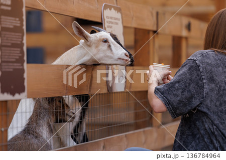 Feeding friendly goats at a petting zoo in the sunny afternoon by the wooden fence 136784964