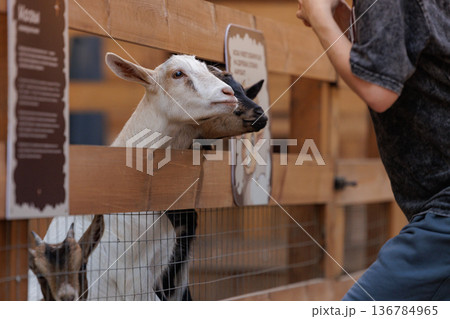 Friendly goats greet a visitor at a charming farm during a sunny afternoon 136784965
