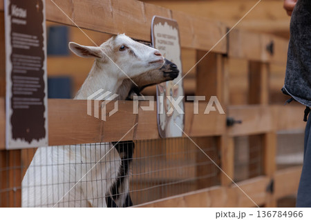 Goat interacting with visitors at a petting zoo in the afternoon sunshine Goat interacting with visitors at a petting zoo in the afternoon sunshine 136784966