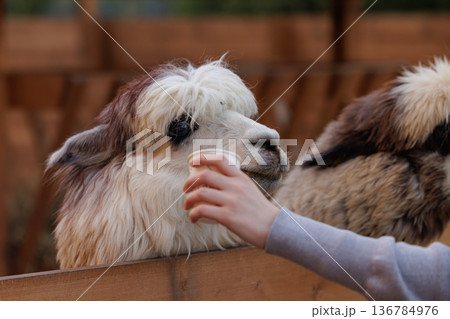 Close encounter with friendly llamas at a cozy farm during a sunny afternoon visit 136784976