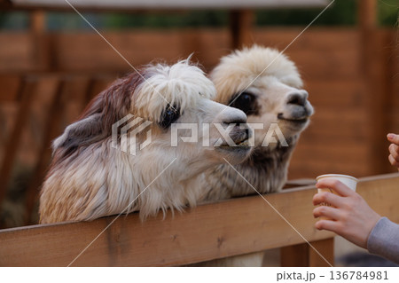 Two friendly llamas enjoying treats at a sunny farm in the afternoon light, inviting visitors for interaction 136784981