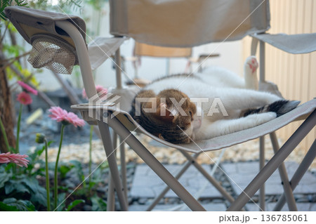 happy and relax concept with scottish cat play on camping chair in the garden on the morning 136785061