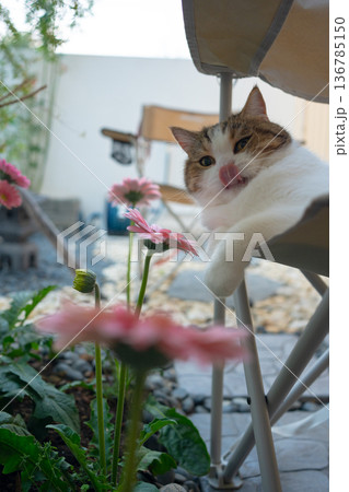 happy and relax concept with scottish cat play on camping chair in the garden on the morning happy and relax concept with scottish cat play on camping chair in the garden on the morning 136785150