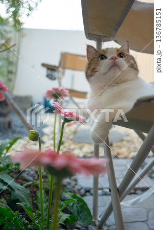 happy and relax concept with scottish cat play on camping chair in the garden on the morning 136785151