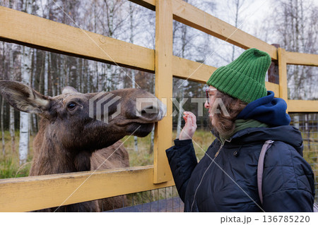 Meeting a friendly moose in a cozy wildlife center on a crisp autumn day 136785220