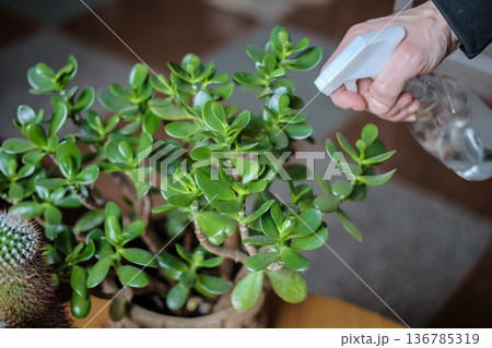 Taking care of indoor plants, home plants. Moisturising plants. Indoor greenery. Taking care of indoor plants, home plants. Moisturising plants. Indoor greenery. 136785319