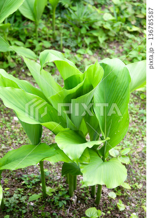 ウコンの花と葉 136785587