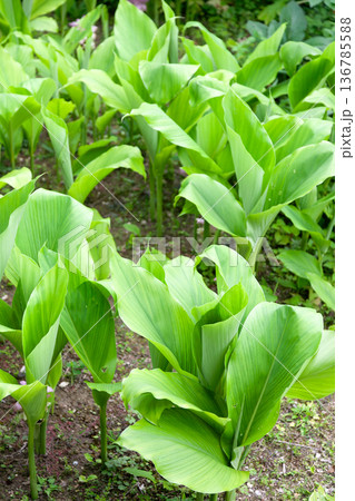 ウコンの花と葉 136785588