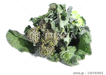 菜の花（アレッタ） 136785601