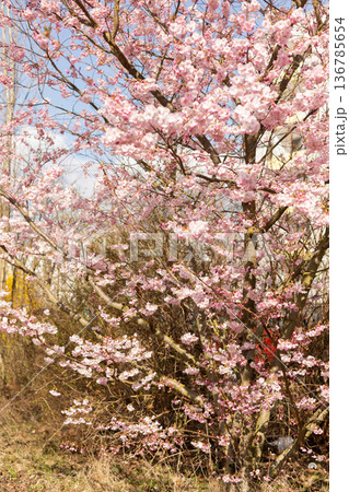 Fresh cherry blossom bloom scenic spring botanical backdrop 136785654