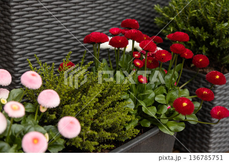 Early spring primroses in planter urban gardening detail 136785751