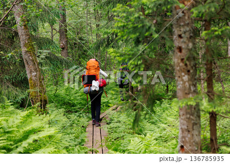 Hiking through a lush green forest path at dusk with backpacks and nature's serenity all around 136785935