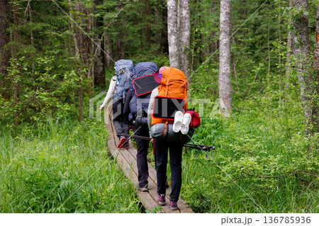 People hiking on a wooden path through a lush forest in bright daylight, enjoying nature's beauty 136785936
