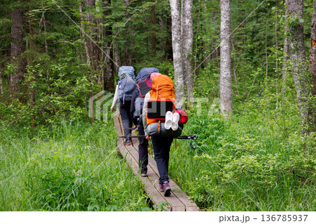 Hiking through the lush forest trails on a sunny day with backpacks in tow 136785937