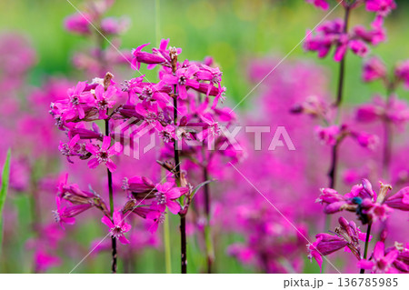 Vibrant pink wildflowers sway gently in a sunlit meadow, creating a breathtaking scene of natural beauty 136785985