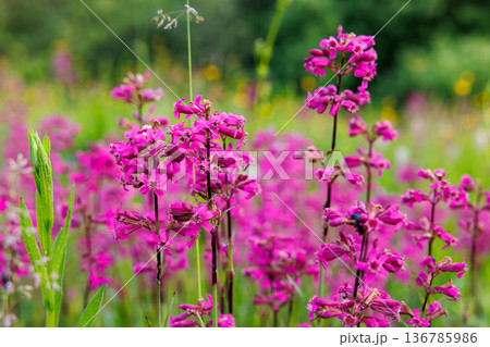 Vibrant pink wildflowers sway gently in the warm sunlight of a blooming summer meadow 136785986