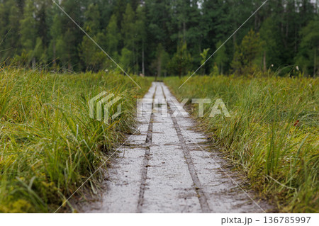 Walking along a serene pathway through lush greenery in a tranquil forest setting Walking along a serene pathway through lush greenery in a tranquil forest setting 136785997