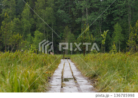 Serene pathway leading into the lush, green forest on a peaceful afternoon 136785998