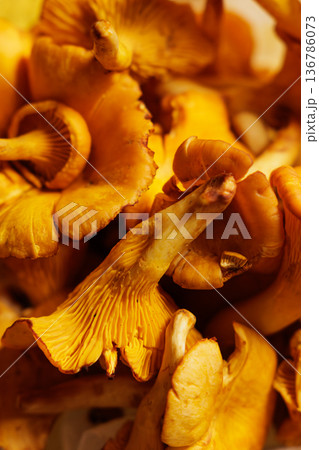 Vibrant yellow chanterelle mushrooms captured in a close-up view during the autumn harvest season 136786073