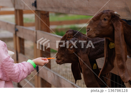 Engaging with friendly goats in a cozy farm setting during a sunny afternoon 136786128