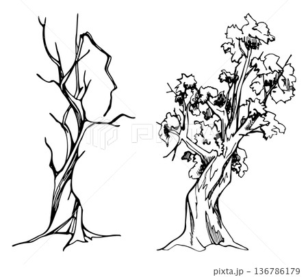 Upright tree with twisted trunk, simple branching, bare and with leafy clustered foliage. Single object vector illustration hand drawn in ink for botanical posters, countryside artwork, rustic design. Upright tree with twisted trunk, simple branching, bare and with leafy clustered foliage. Single object vector illustration hand drawn in ink for botanical posters, countryside artwork, rustic design. 136786179