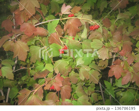 Capture the essence of autumn with this image of Viburnum opulus, featuring vibrant red berries and leaves transitioning to beautiful shades of green and brown. Ideal for nature and garden themes. 136786195