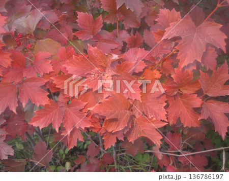 Experience the beauty of autumn with this image of vibrant red leaves. Ideal for seasonal promotions or nature-themed projects, it brings warmth and tranquility to your designs. Experience the beauty of autumn with this image of vibrant red leaves. Ideal for seasonal promotions or nature-themed projects, it brings warmth and tranquility to your designs. 136786197