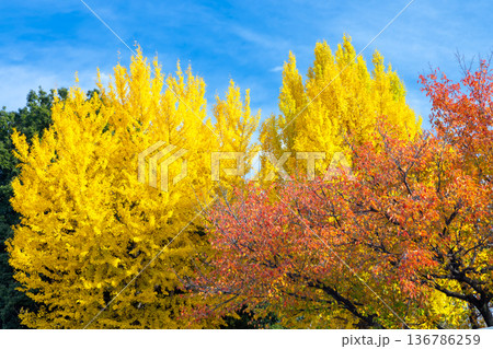 埼玉県川越市池辺　川越水上公園　黄葉のイチョウ並木と桜の紅葉 136786259