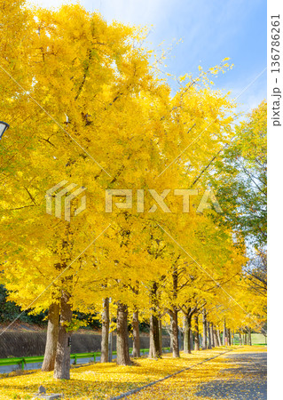 埼玉県川越市池辺　川越水上公園　黄葉のイチョウ並木と落ち葉の敷紅葉 136786261