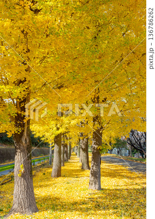 埼玉県川越市池辺　川越水上公園　黄葉のイチョウ並木と落ち葉の敷紅葉 136786262