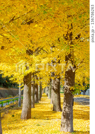埼玉県川越市池辺 川越水上公園 黄葉のイチョウ並木と落ち葉の敷紅葉 埼玉県川越市池辺 川越水上公園 黄葉のイチョウ並木と落ち葉の敷紅葉 136786263