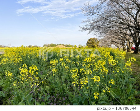 黄色い菜の花と桜並木 | 春の青空田園風景 136786344