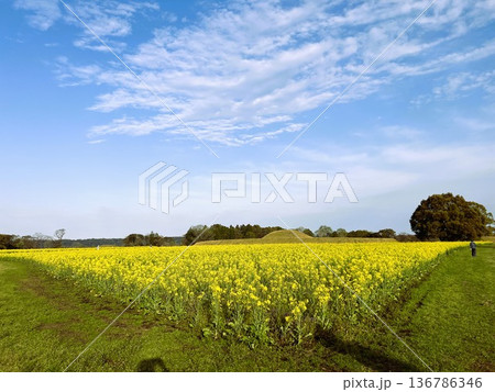 菜の花絨毯 | 春の田園絶景 136786346