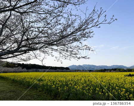 菜の花畑と満開桜の絶景 | 春の日本の田園風景 136786354