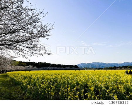 黄色い菜の花と桜並木 | 春の青空田園風景 136786355