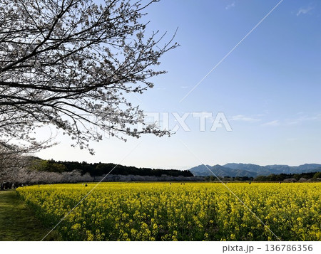 菜の花畑に咲く桜 | 日本の春の癒し風景 136786356