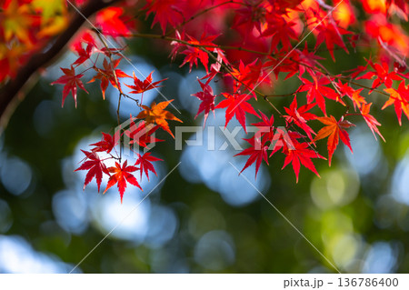 埼玉県川越市小仙波町　天台宗別格本山中院の釈迦堂横の逆光の紅葉モミジクローズアップと背景のボケ 136786400