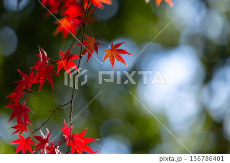 埼玉県川越市小仙波町　天台宗別格本山中院の釈迦堂横の逆光の紅葉モミジクローズアップと背景のボケ 136786401