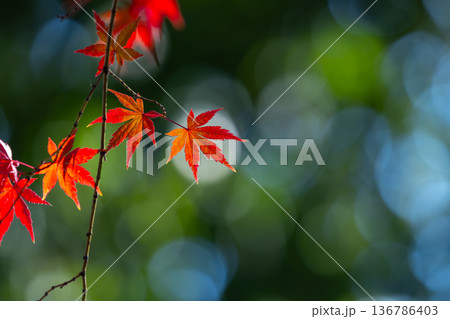 埼玉県川越市小仙波町　天台宗別格本山中院の釈迦堂横の逆光の紅葉モミジクローズアップと背景のボケ 136786403