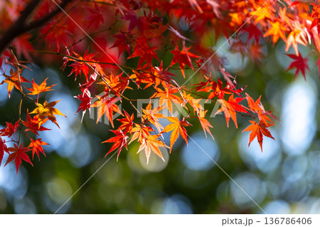 埼玉県川越市小仙波町 天台宗別格本山中院の釈迦堂横の逆光の紅葉モミジクローズアップと背景のボケ 埼玉県川越市小仙波町 天台宗別格本山中院の釈迦堂横の逆光の紅葉モミジクローズアップと背景のボケ 136786406