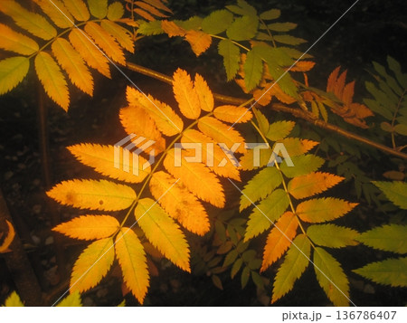 This image beautifully captures autumn leaves in vibrant shades of green, yellow, and orange. Ideal for seasonal projects, nature themes, or adding warmth to your designs. This image beautifully captures autumn leaves in vibrant shades of green, yellow, and orange. Ideal for seasonal projects, nature themes, or adding warmth to your designs. 136786407