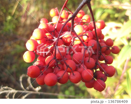 A close-up view features a cluster of vibrant red berries on slender branches. Warm autumn sunlight enhances the beauty and details of the fruit, perfect for seasonal themes. A close-up view features a cluster of vibrant red berries on slender branches. Warm autumn sunlight enhances the beauty and details of the fruit, perfect for seasonal themes. 136786409