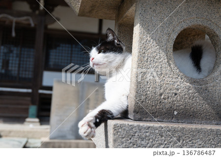 神社の石灯篭でくつろぐ可愛い猫 神社の石灯篭でくつろぐ可愛い猫 136786487