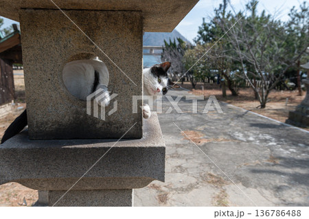 神社の石灯篭でくつろぐ可愛い猫 神社の石灯篭でくつろぐ可愛い猫 136786488