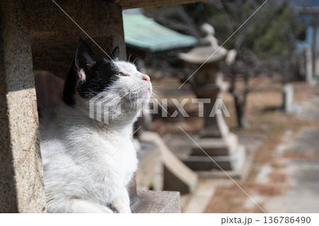 神社の石灯篭でくつろぐ可愛い猫 神社の石灯篭でくつろぐ可愛い猫 136786490