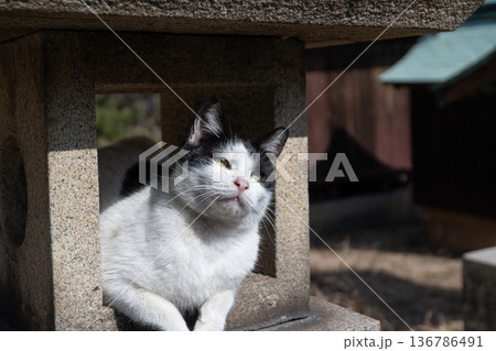 神社の石灯篭でくつろぐ可愛い猫 神社の石灯篭でくつろぐ可愛い猫 136786491