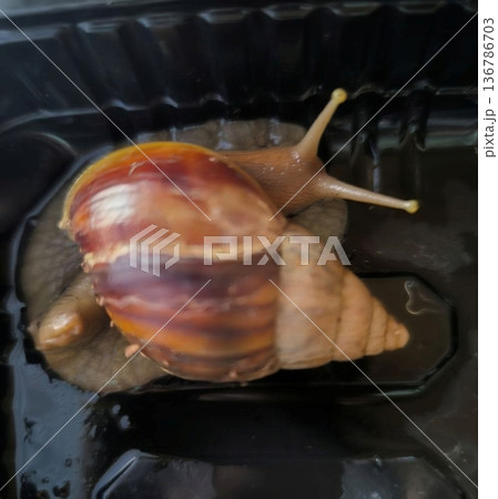 A giant African land snail rests in a black container, showcasing its large shell and extended eyes. It is a popular pet and an intriguing subject for nature photography. 136786703