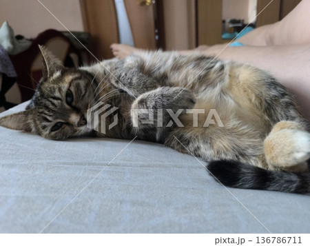 A relaxed tabby cat lies on its back on a bed, exposing its belly and paws. The cat shows contentment, making this image ideal for pet blogs or articles about animal behavior. 136786711