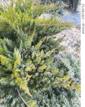 This beautiful juniper bush features vibrant evergreen leaves and striking blue berries, making it a perfect addition to your winter garden and an attractive option for landscaping. This beautiful juniper bush features vibrant evergreen leaves and striking blue berries, making it a perfect addition to your winter garden and an attractive option for landscaping. 136786712